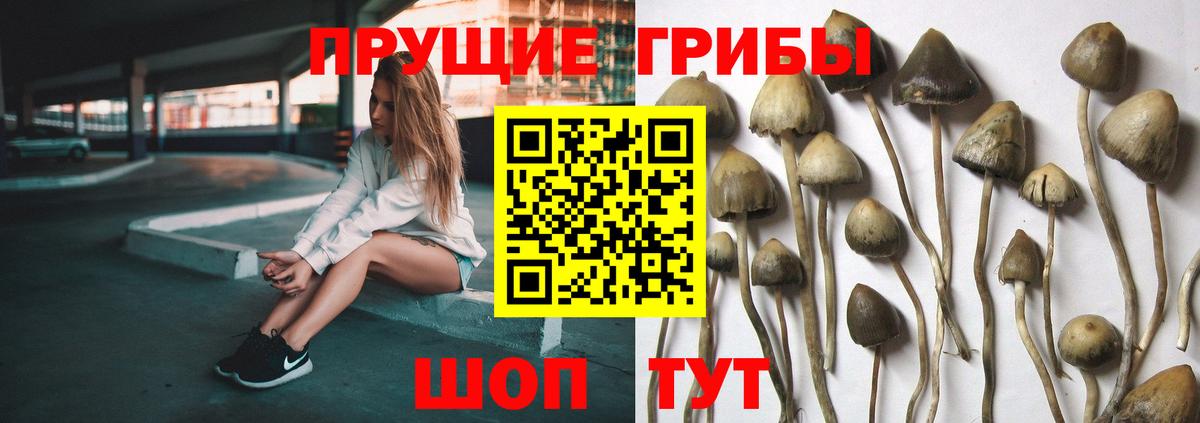 Псилоцибиновые грибы Cubensis  Псилоцибиновые грибы прущие грибы  Вход с VPN  Нижневартовск 